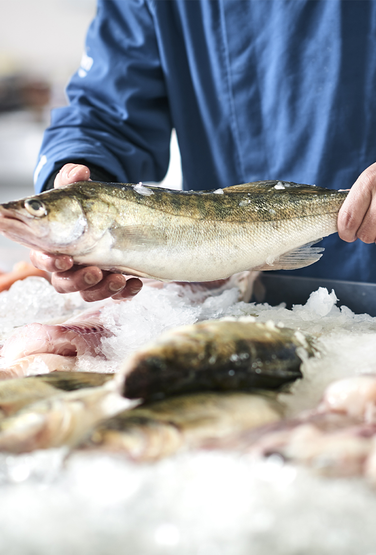 Hocras koopt vis, als het er is